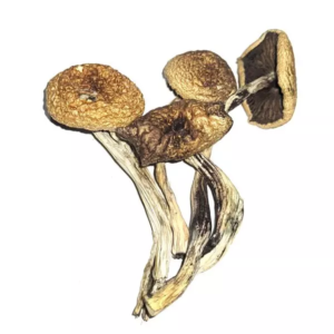 B+ Cubensis – Dried Mushroom