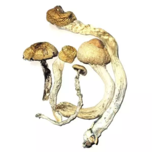 Golden Teacher Strain – Dried Mushroom