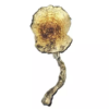 Amazonian Cubensis – Dried Mushroom