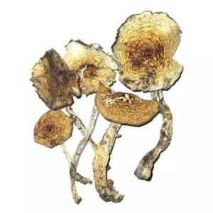 Amazonian Cubensis – Dried Mushroom