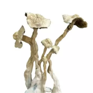 Albino A+ – Dried Mushroom